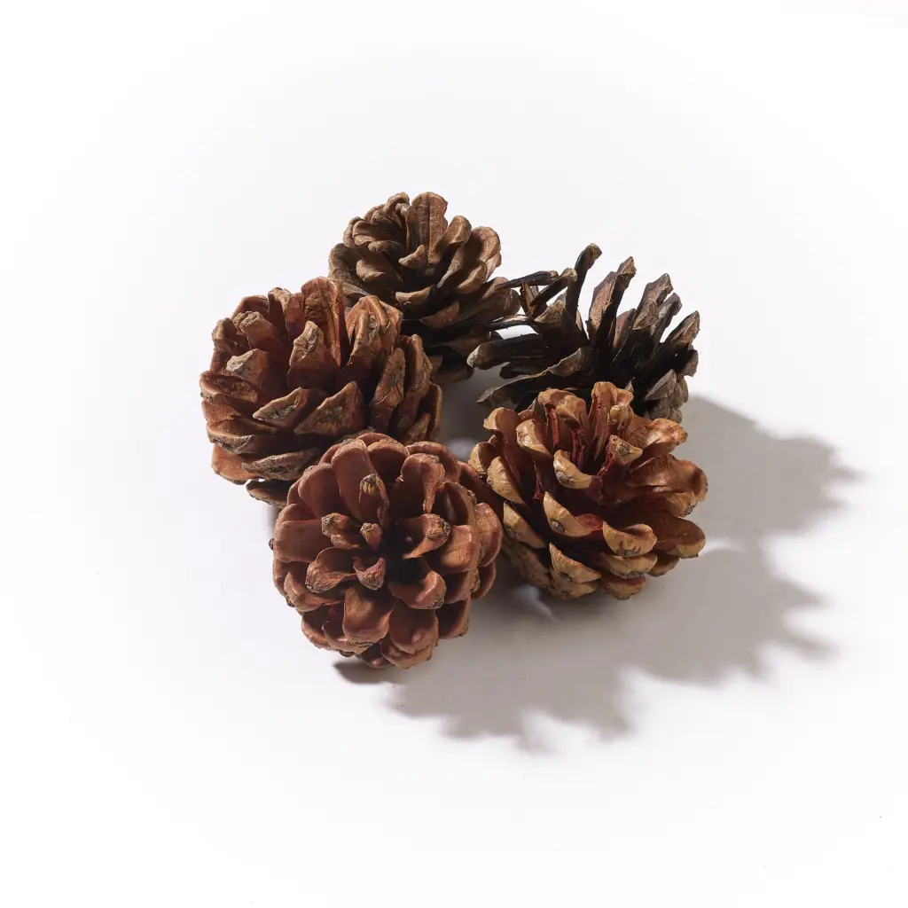 Pine Cones