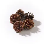 Pine Cones
